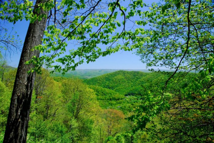 Watoga State Park, woods, summer